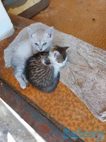 отдам котят в хорошие руки, фотография 1