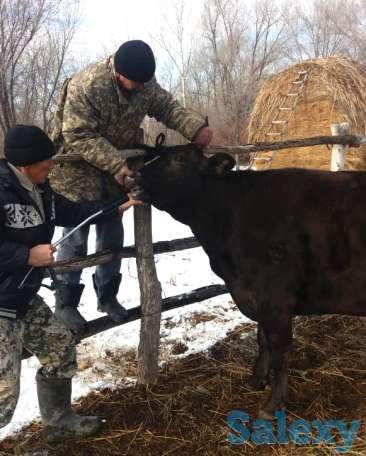 Надёжная защита здоровья быков, коров и овец, фотография 2