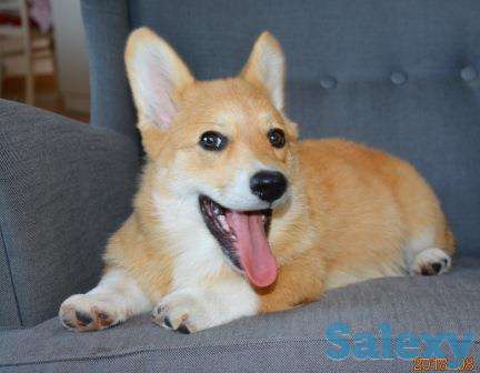 Вельш Корги Пемброк щенки (питомник «Nivas Joy» в Алматы), фотография 4