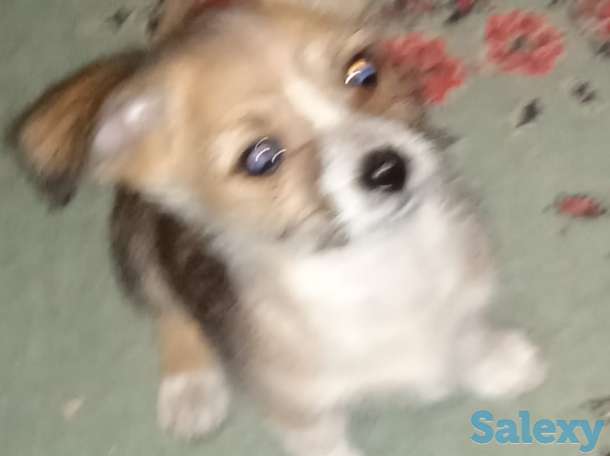 Продам щенков, фотография 2