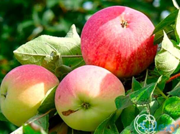 Яблоня мельба, фотография 1