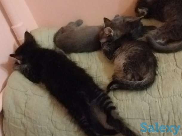 Отдадим котят в хорошие руки, фотография 1