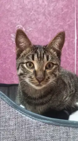 Отдам котят, фотография 6