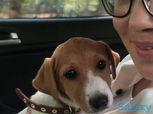 Продам щенка, фотография 2