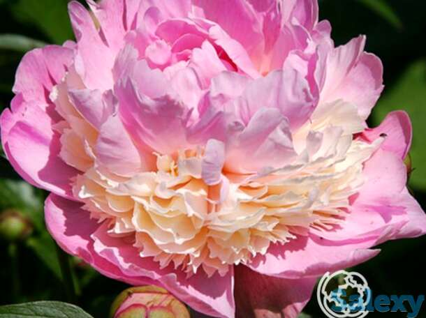 Пион сорбет, фотография 1