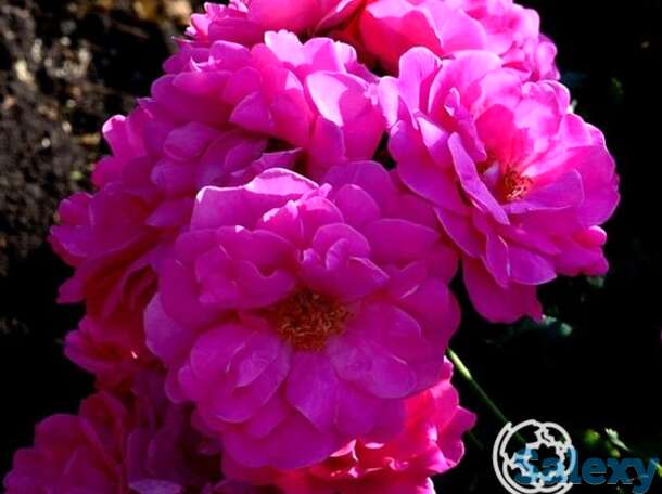 Роза джон кэбот канадская парковая к/с, фотография 1