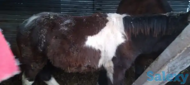 Продам лошадей, фотография 4