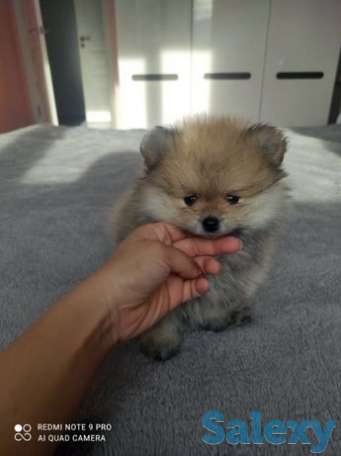 Продается щенок шпица, фотография 1