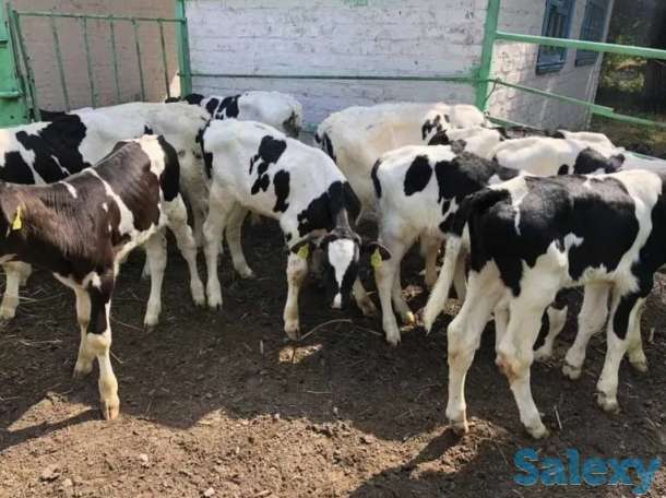 Бычки бычок телята теленок абузау крс голштин сементал герефорд белоголовые лимузин колмыки ангус голштин, фотография 2