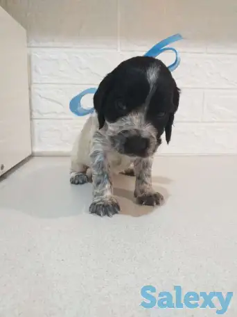 Готовятся к продаже щенки Русского спаниеля, фотография 5