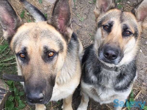 Продаю щенков ВЕО нахожусь в районе Калкамана, фотография 1