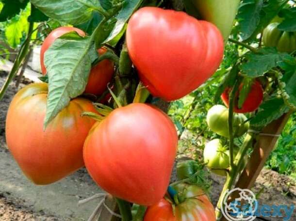 Семена Томат Абаканский Розовый 20 шт, фотография 1