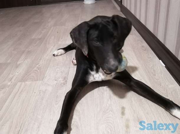 Отдам в добрые руки, фотография 4