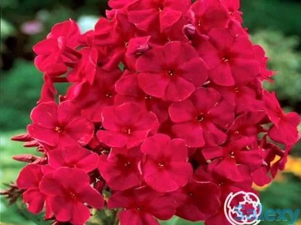 Флокс метельчатый Тенор, фотография 1