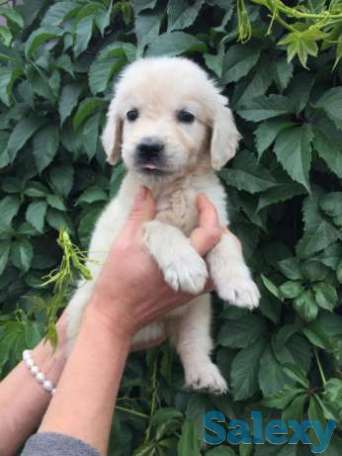 Продаю щенков золотистого ретривера, фотография 1