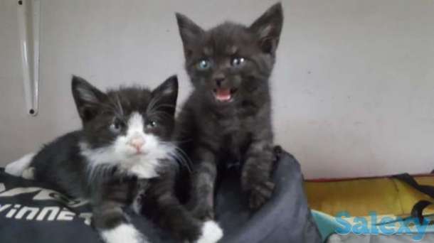 Подарю котят полупородистых, фотография 1