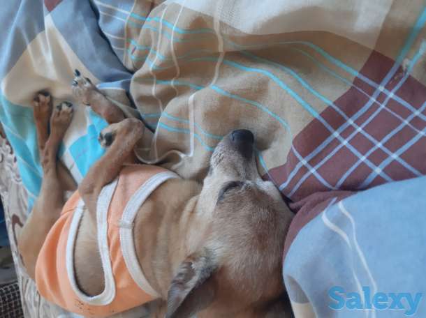 Куплю не дорого или возьму даром собачку той терьер желательно девочку так как мальчик есть, фотография 1