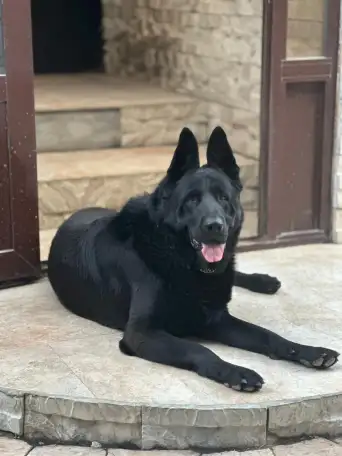 Продам щенков восточно-европейской овчарки, фотография 2