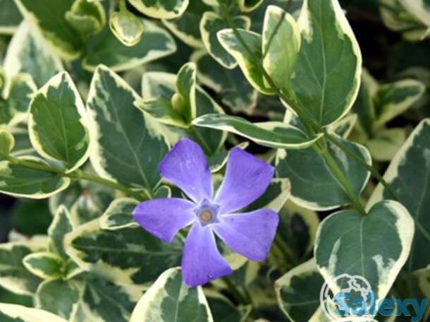 Барвинок большой вариегата, фотография 1