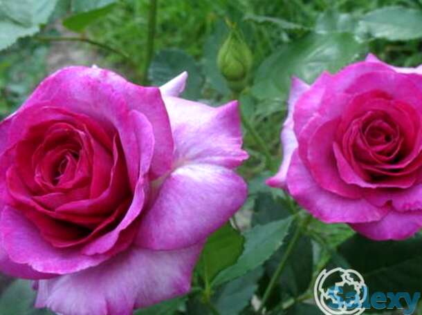 Роза виолет парфюм клиг, дорье, фотография 1