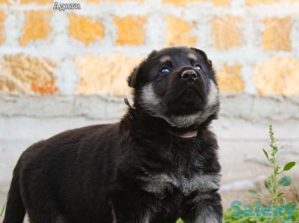Щенки Восточноевропейской овчарки, фотография 11