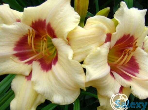 Лилейник Расбери Канди, фотография 1