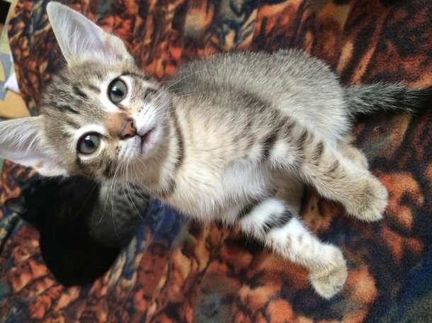 Отдам котят , фотография 1