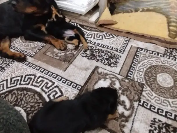 Продам, фотография 8