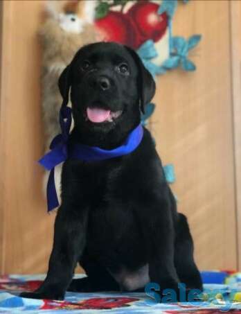 Продаются щенки лабрадора ретривера., фотография 3