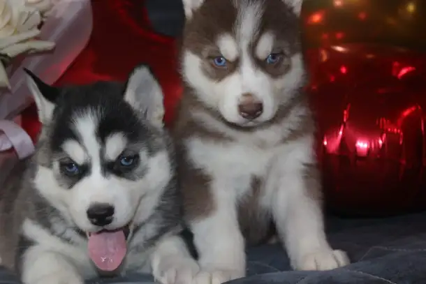 Щенки Сибирской Хаски, фотография 5