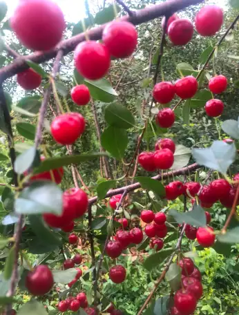 Продам особняк на два хозяина, Целинная 2/1, фотография 3