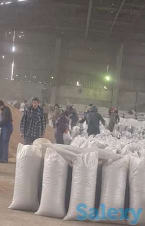 Зерно, пшеница, фотография 6