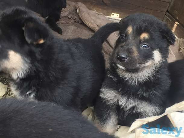 Дети подросли кушают сами звоните выбирайте уже можно!!!, фотография 3