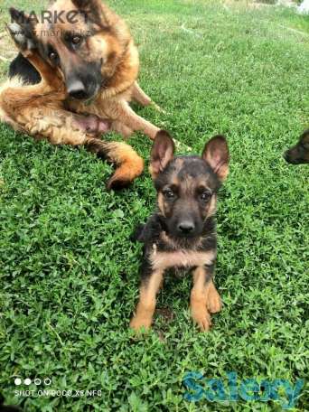 Щенята немецкой овчарки, фотография 3