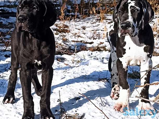 Продам щенков немецкого дога, фотография 2