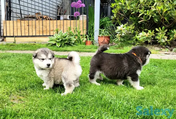 Щенки маламута для души и выставок, фотография 4