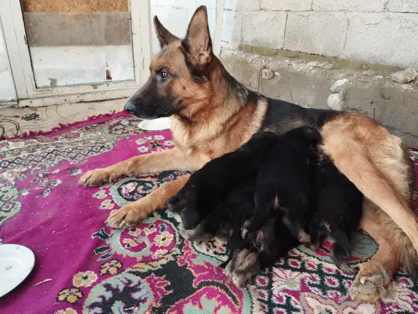 Щенки немецкой овчарки, фотография 4