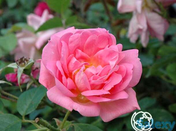 Роза мари викторин канадская парковая п/с, фотография 1