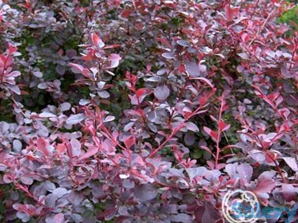 Барбарис суперба оттавский, фотография 1