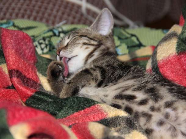 отдам в хорошие руки, фотография 4