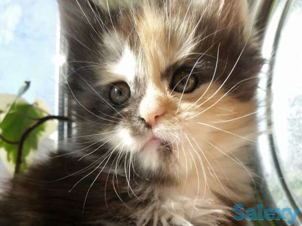 Котята Мейн-кун, фотография 2