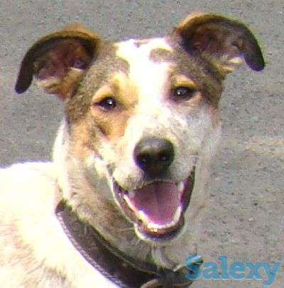 Отдам срочно молодую собачку Юту и ее маму в добрые руки!!!, фотография 1