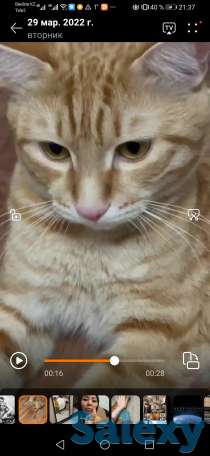 Отдам котика., фотография 1