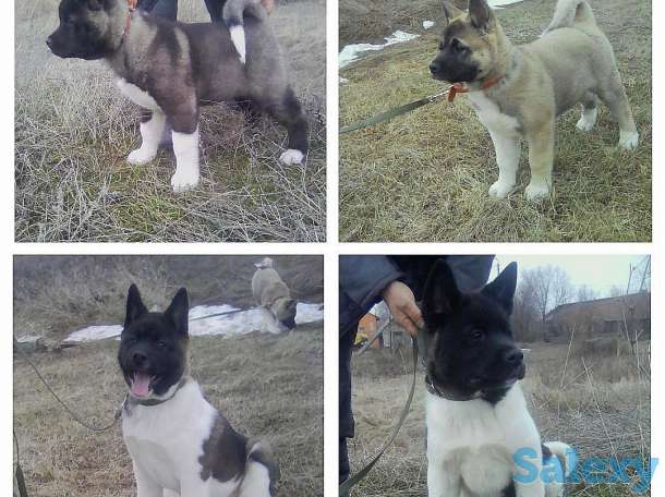Элитные щенки американской акиты, фотография 6