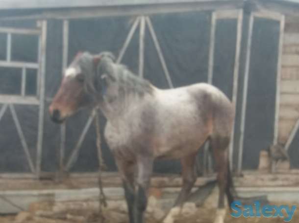 Жерибец рабочий, фотография 2