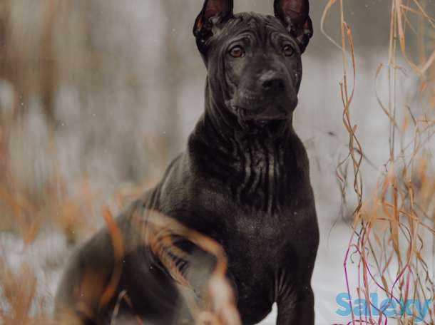 Щенки Тайского риджбека, фотография 2