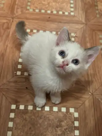 Отдам котят в хорошие руки, фотография 11