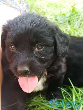 Отдам щенят, фотография 1