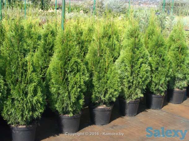Туя от производителя, фотография 1