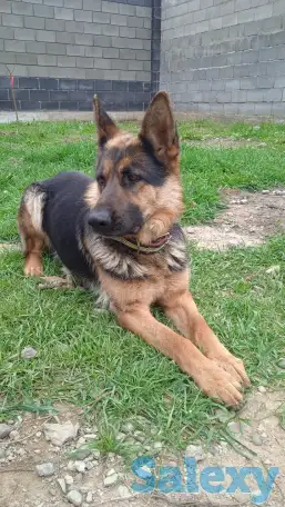 Пропала немецкая овчарка, фотография 2